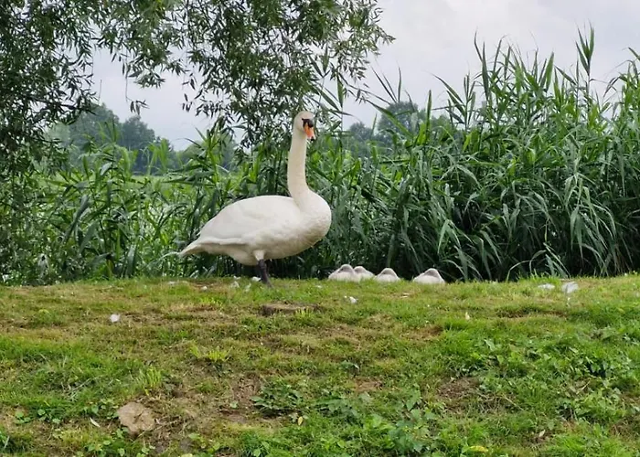 Alloggio per agriturismo Silence Zator